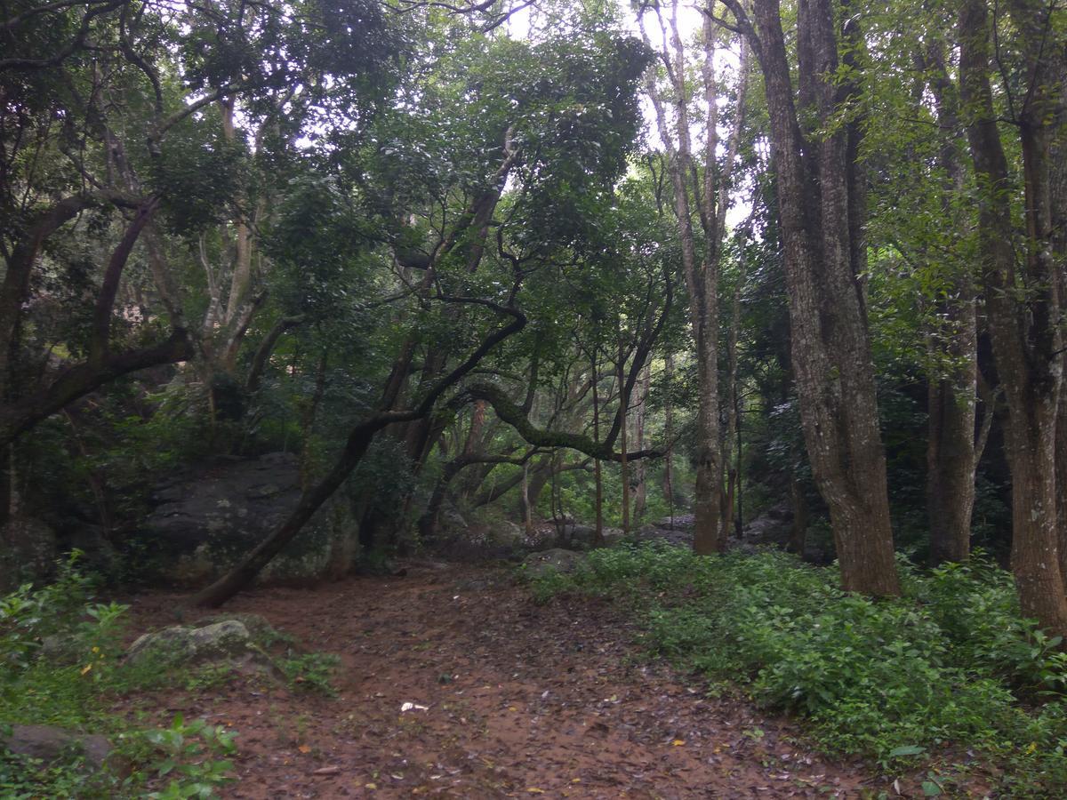 Secret Valley Jungle Resort Ooty Exteriér fotografie