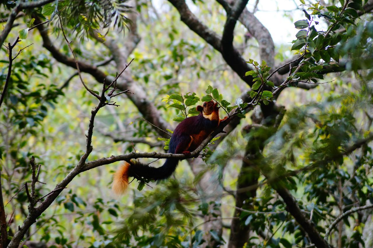 Secret Valley Jungle Resort Ooty Exteriér fotografie