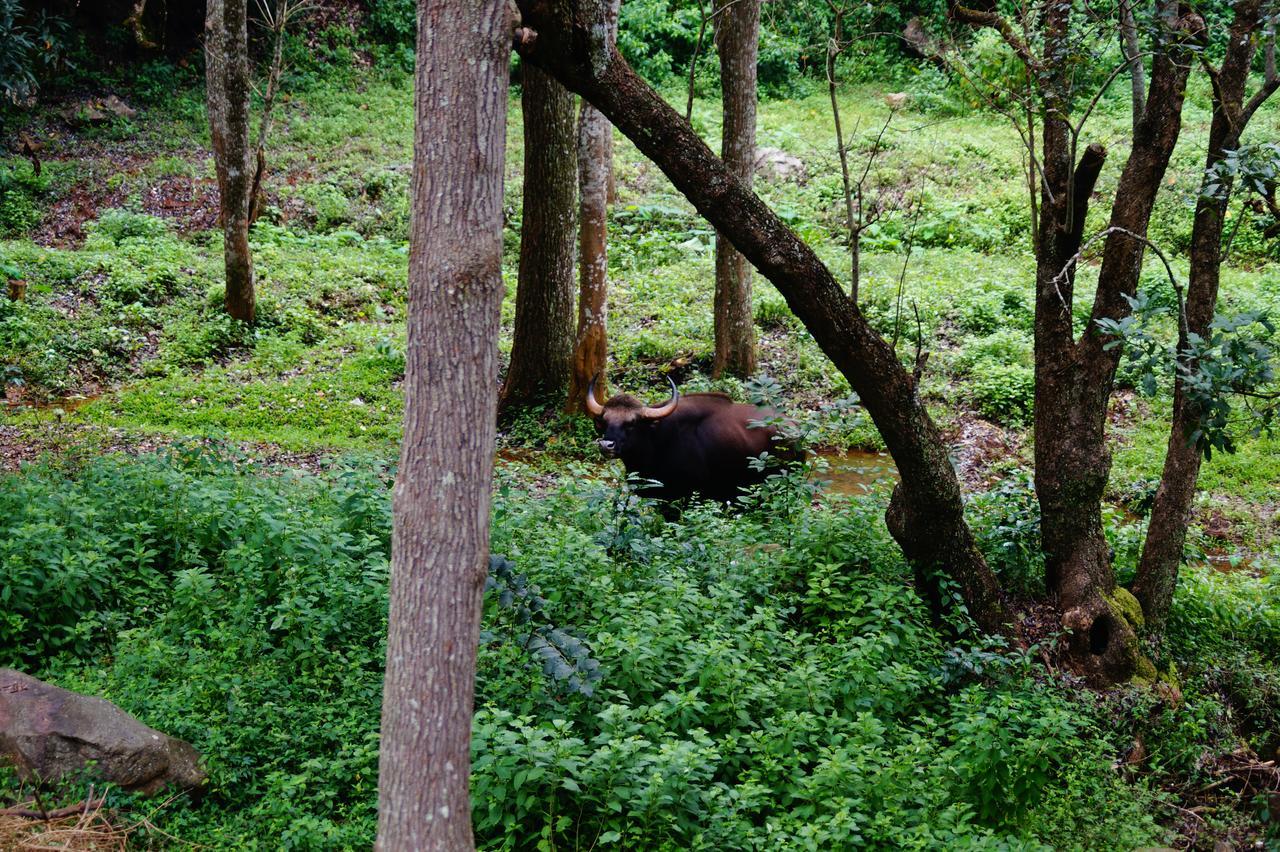 Secret Valley Jungle Resort Ooty Exteriér fotografie